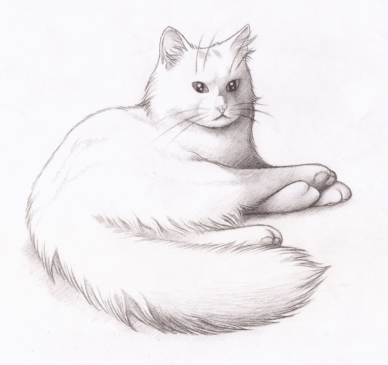Fluxi, our cat